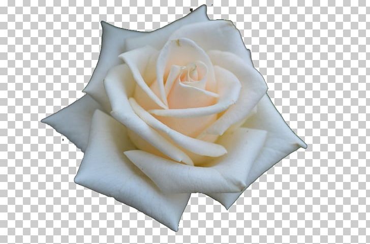 Beach Rose Flower Rosa Chinensis PNG, Clipart, Background White, Beach Rose, Beautiful, Black White, Blue Rose Free PNG Download
