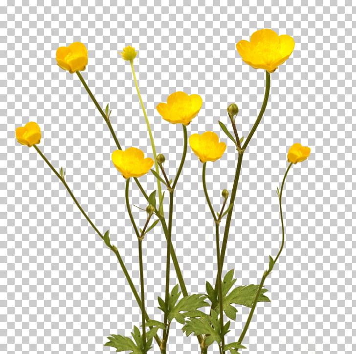 Flower Plant Buttercup Desktop Anemone Coronaria PNG, Clipart, Anemone, Anemone Coronaria, Bud, Buttercup, Chamaemelum Nobile Free PNG Download