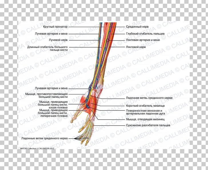 Forearm Nerve Muscle Human Anatomy PNG, Clipart, Anatomy, Angle, Arm, Blood Vessel, Blood Vessels Free PNG Download