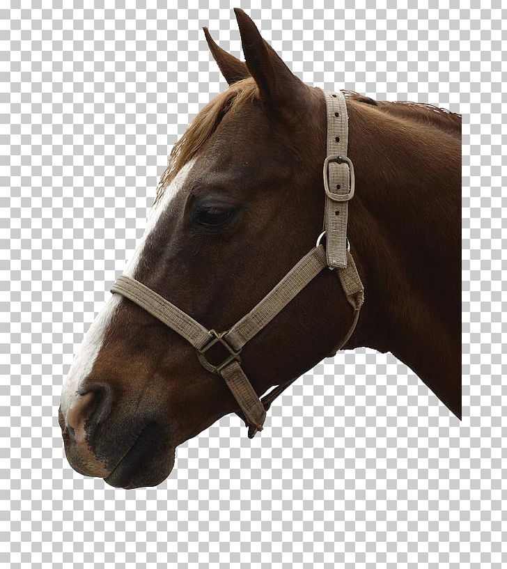 Horse Microsoft PowerPoint Presentation Slide PNG, Clipart, Animal, Animals, Bit, Bridle, Brown Free PNG Download