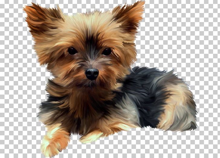 Yorkshire Terrier Australian Terrier Australian Silky Terrier Norwich Terrier Morkie PNG, Clipart, Animal, Animals, Biewer Terrier, Carnivoran, Companion Dog Free PNG Download