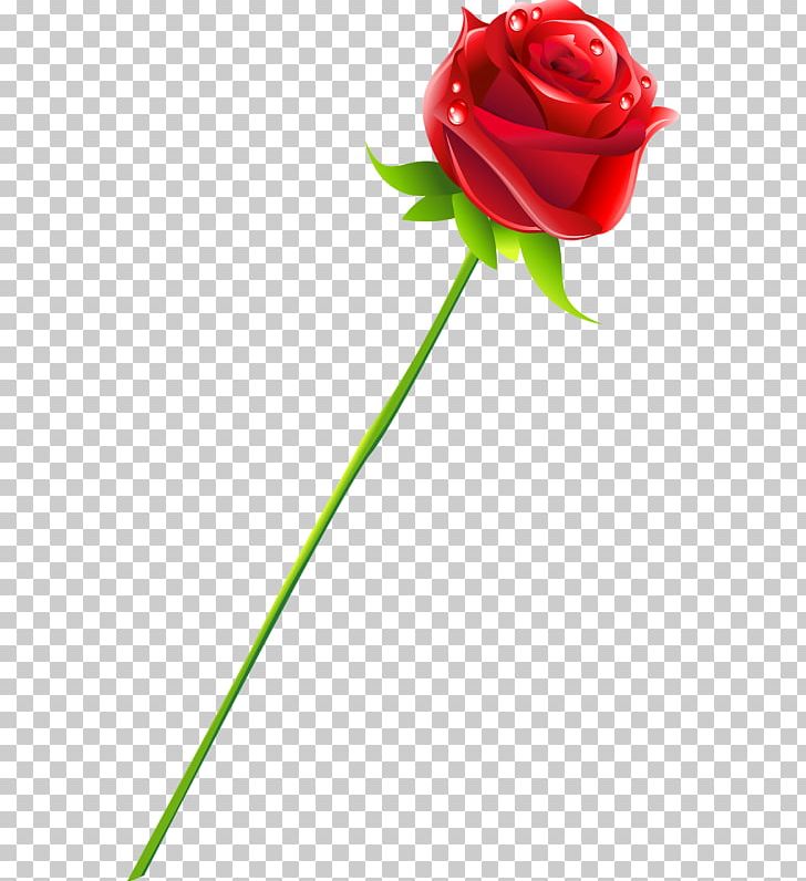 Garden Roses Cut Flowers Desktop PNG, Clipart, Cicek, Cicek Gifleri, Cut Flowers, Desktop Wallpaper, Download Free PNG Download