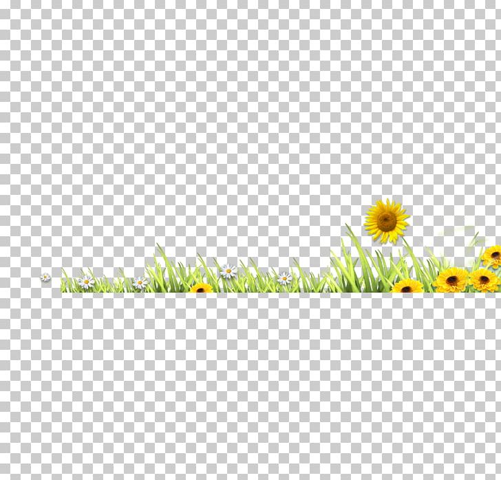 Meadow Grass Lawn PNG, Clipart, Commodity, Daisy, Daisy Family, Dandelion, Designer Free PNG Download