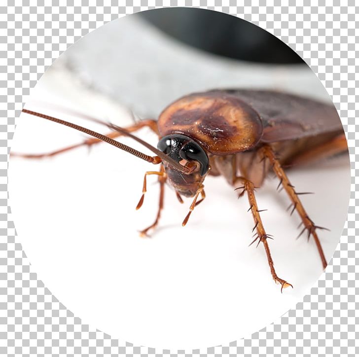 Cockroach Blattodea Pest Control Insect PNG, Clipart, American, Animals, Arthropod, Blattodea, Brownbanded Cockroach Free PNG Download