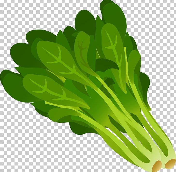 Spinach vegetable hand drawing Royalty Free Vector Image | Spinach, Vegetable  drawing, Vegetable illustration