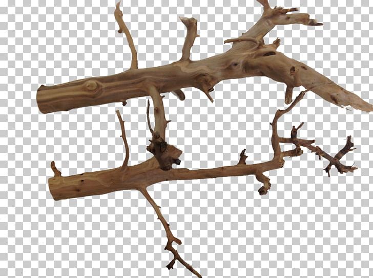 Twig Wood Branch Terrarium Long Tail Keyword PNG, Clipart, Aquarium, Branch, Com, Infant, Keyword Free PNG Download