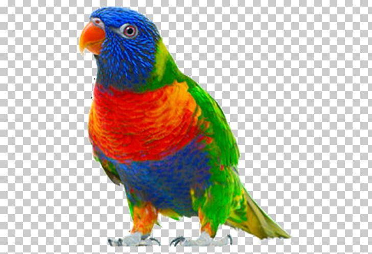 Bird PNG, Clipart, Animal, Beak, Bird, Birds, Common Pet Parakeet Free PNG Download