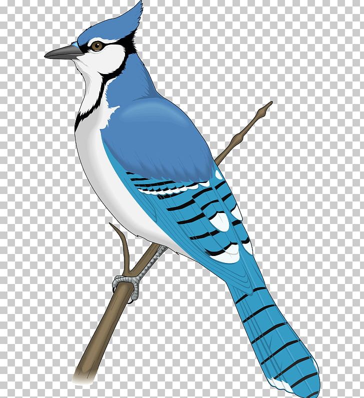 Blue Jay PNG, Clipart, Art, Beak, Bird, Blog, Blue Bird Free PNG Download
