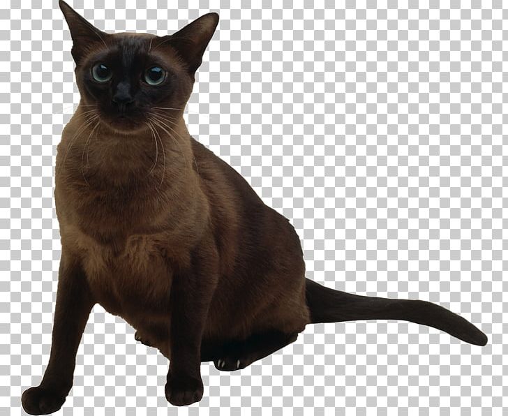 Burmese Cat Siamese Cat Thai Cat Bombay Cat Tonkinese Cat PNG, Clipart, Animals, Bom, Carnivoran, Cat Like Mammal, Mammal Free PNG Download