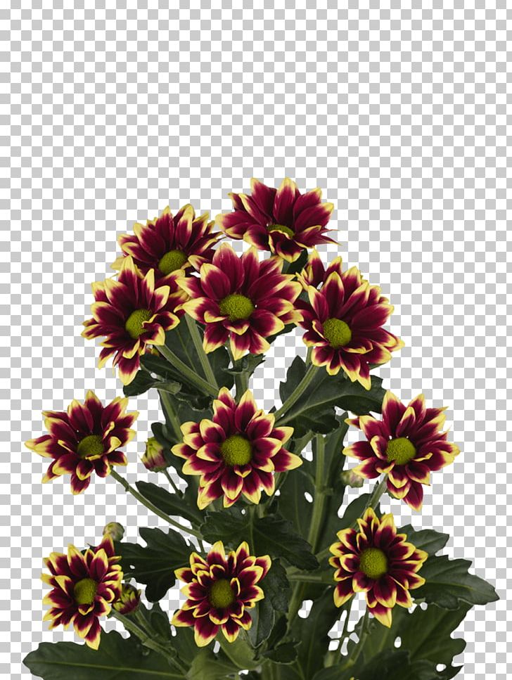 Chrysanthemum Cut Flowers WENGFONG NURSERIES SDN. BHD. Productgroep PNG, Clipart, Annual Plant, Blanket Flowers, Bouvardia, Chrysanthemum, Chrysanthemum Grandiflorum Free PNG Download
