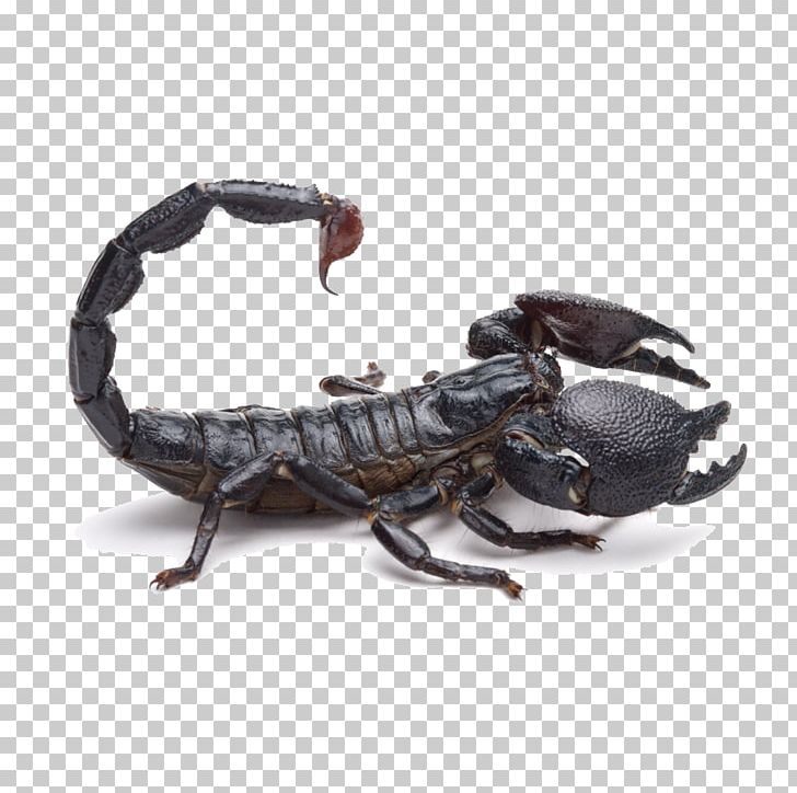 Emperor Scorpion Tail Poison PNG, Clipart, Animal, Arachnid, Arthropod, Background Black, Black Free PNG Download