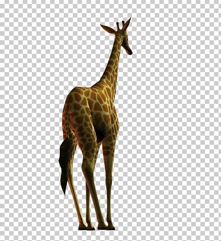 Giraffe Deer Neck Terrestrial Animal Wildlife PNG, Clipart, Animal, Animal Figure, Deer, Fauna, Giraffe Free PNG Download