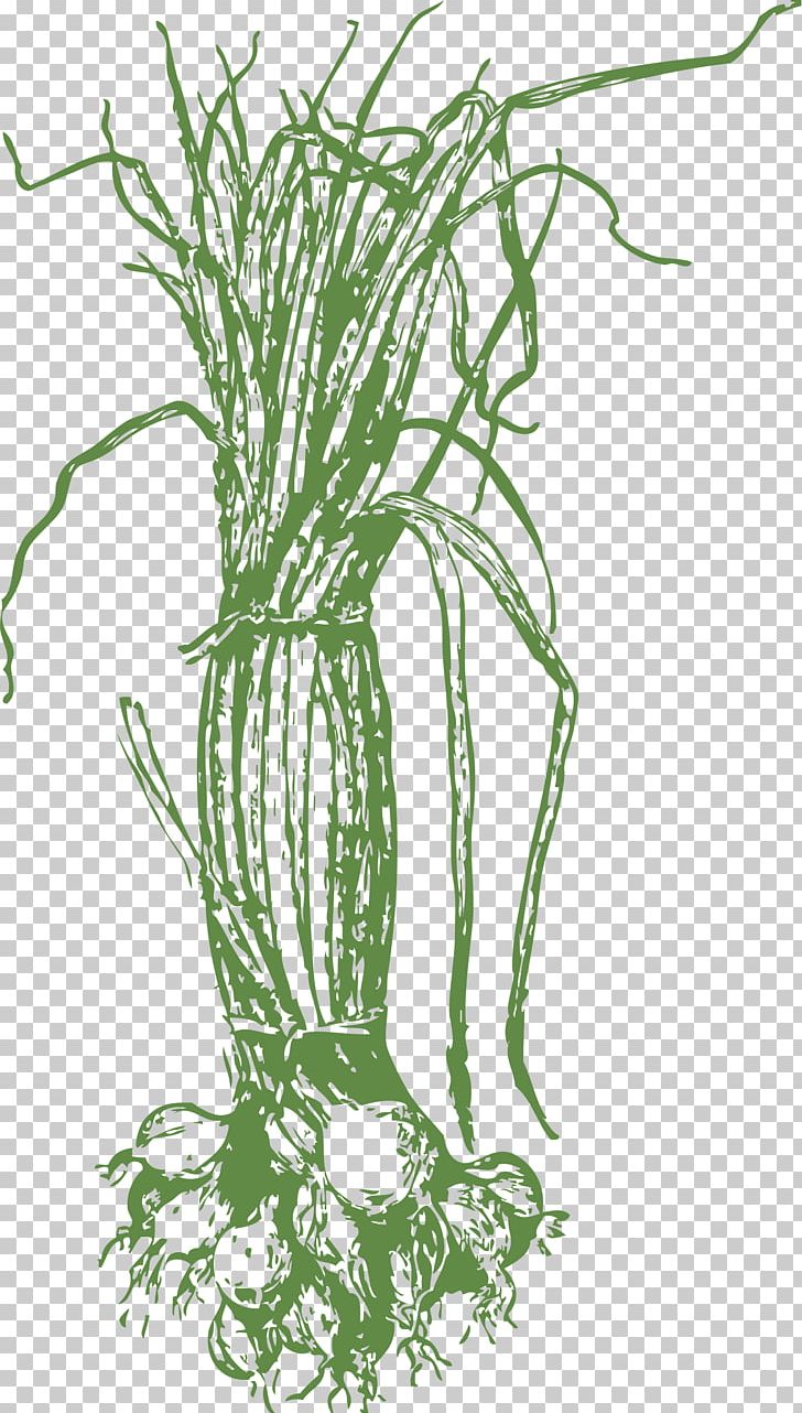 Onion Drawing PNG, Clipart, Allium Fistulosum, Bawang, Branch, Bulb, Commodity Free PNG Download