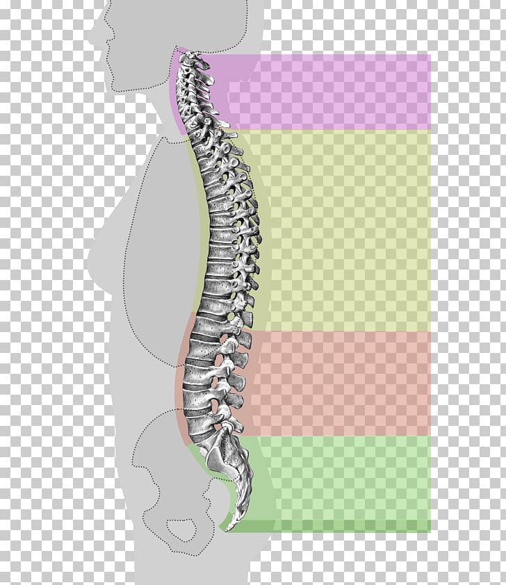 Vertebral Column Anatomy Cervical Vertebrae Spinal Cord PNG, Clipart, Anatomy, Atlas, Cervical Vertebrae, Dorsum, Human Anatomy Free PNG Download