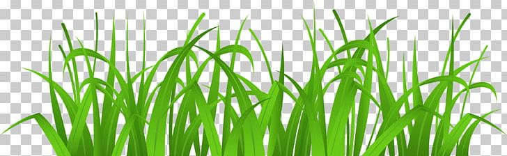 Lawn Free Content Vetiver PNG, Clipart, Art, Chrysopogon, Chrysopogon Zizanioides, Commodity, Download Free PNG Download