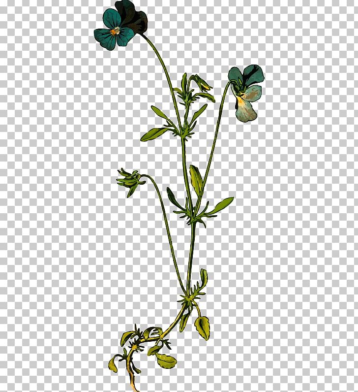 Wildflower Pansy Viola Cornuta California Golden Violet Sweet Violet PNG, Clipart, Branch, Bunch, California Golden Violet, Common Sage, Drawing Free PNG Download