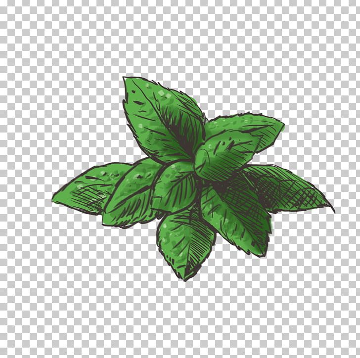 Mints Herb PNG, Clipart, Genus, Herb, Highdefinition Television, Highdefinition Video, Leaf Free PNG Download