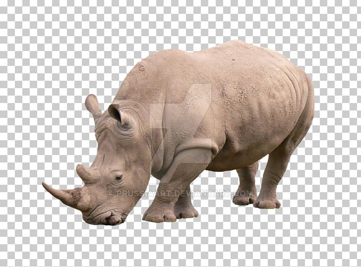 Rhinoceros African Rhino Animal Mammal PNG, Clipart, African Rhino, Animal, Animals, Black Rhinoceros, Desktop Wallpaper Free PNG Download