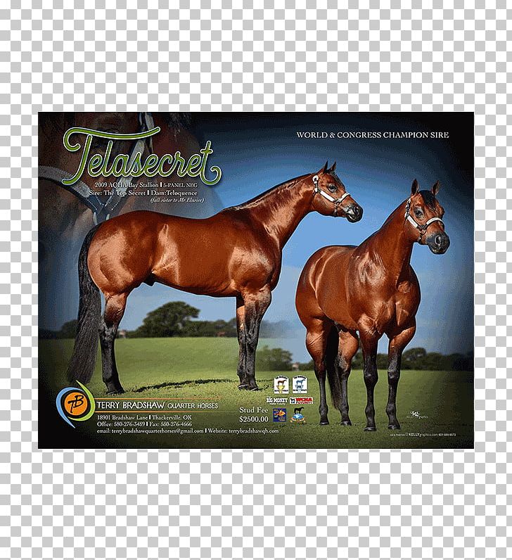Stallion American Quarter Horse Mustang Mare Colt PNG, Clipart, Bridle, Equine Conformation, Foal, Grass, Halter Free PNG Download