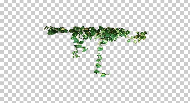 Vine Plant Vetiver PNG, Clipart, Areca Palm, Branch, Common Ivy, Flowering Plant, Food Drinks Free PNG Download