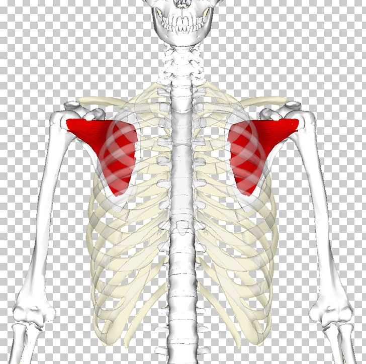 Subscapularis Muscle Infraspinatus Muscle Rotator Cuff Shoulder PNG, Clipart,  Free PNG Download