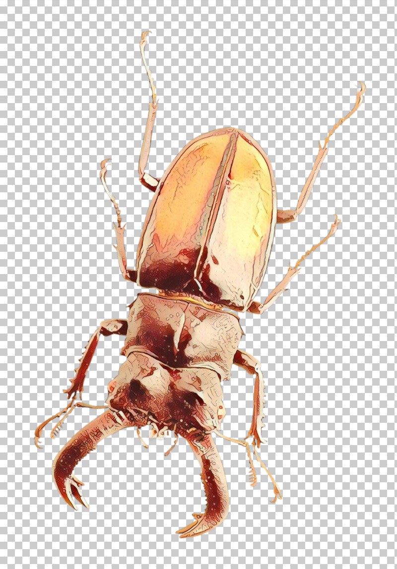 Insect Beetle Pest Stag Beetles Scarabs PNG, Clipart, Beetle, Ground Beetle, Insect, Japanese Rhinoceros Beetle, Pest Free PNG Download
