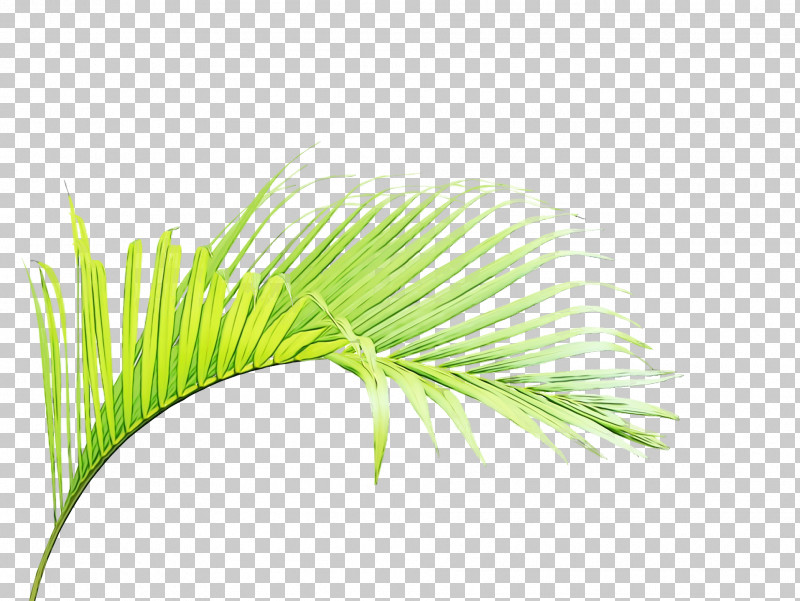 Palm Trees PNG, Clipart, Areca Palm, Biodegradation, Bleach, Chemistry, Compost Free PNG Download