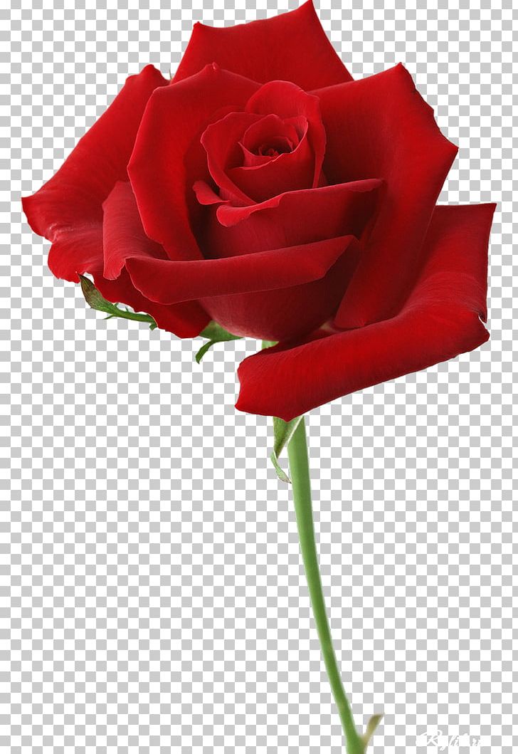 Beach Rose Flower Garden Roses Red Desktop PNG, Clipart, Beach Rose, China Rose, Cut Flowers, Floral Design, Floribunda Free PNG Download