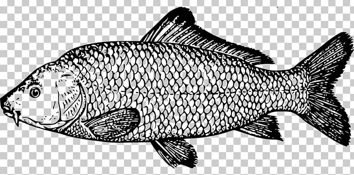 Carp Fishing PNG, Clipart, Animal Figure, Artwork, Black And White, Carp, Carp Fishing Free PNG Download