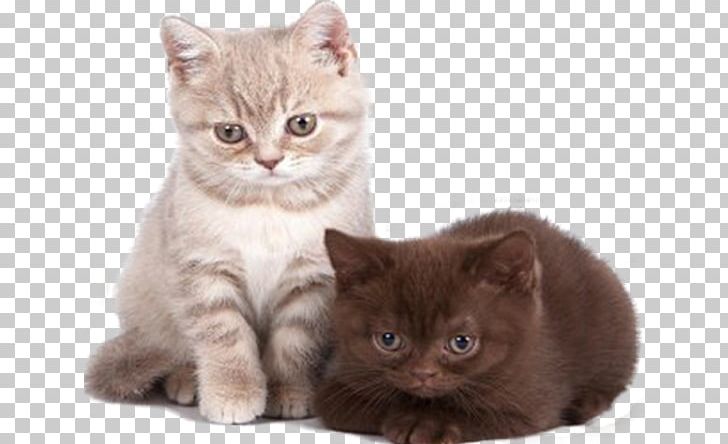 Cat Online Chat Internet Forum Blog Kitten PNG, Clipart, Animals, Asian, Blogger, British Semi Longhair, British Shorthair Free PNG Download