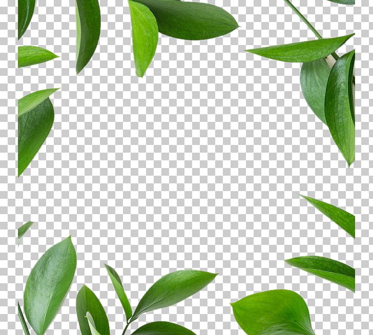 Leaf Green Icon PNG, Clipart, Adobe Illustrator, Branch, Christmas Decoration, Cosmetics, Cosmetics Background Free PNG Download