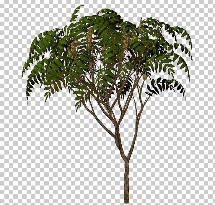Palm Trees Flowerpot Houseplant Plant Stem Branching PNG, Clipart, Arecales, Branch, Branching, Cinar Mahallesi Muhtarligi, Flowering Plant Free PNG Download