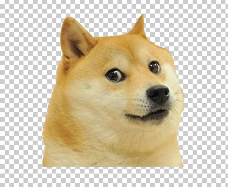 Shiba Inu Dogecoin PNG, Clipart, Akita Inu, Carnivoran, Companion Dog, Desktop Wallpaper, Dog Breed Free PNG Download