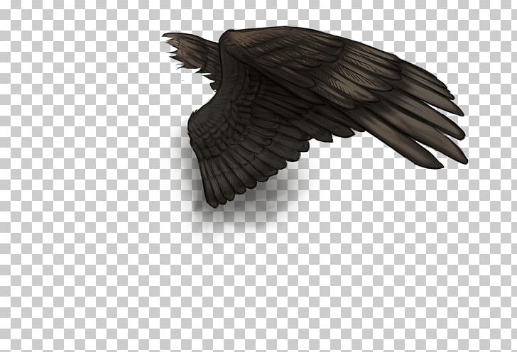 Bird Buffalo Wing Feather Vulture PNG, Clipart, Animals, Beak, Bird, Bird Of Prey, Black Wings Free PNG Download