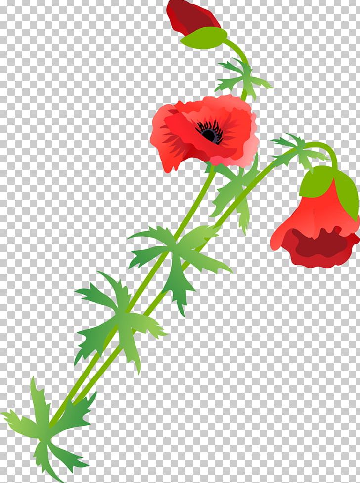 Flowering Plant Poppy PNG, Clipart, Blume, Common Poppy, Coquelicot, Cut Flowers, Flower Free PNG Download