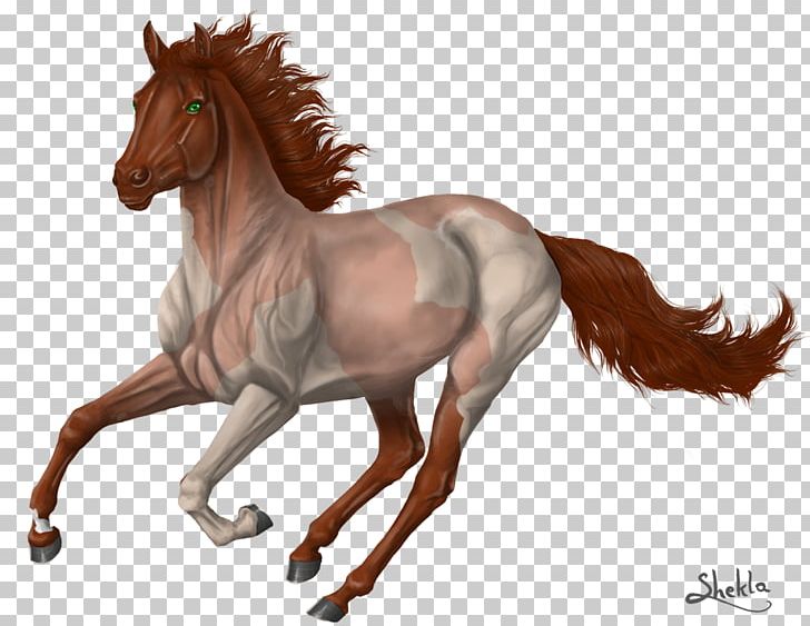 Mane Foal Mustang Pony Stallion PNG, Clipart, Bridle, Colt, Dun Locus, Foal, Gray Free PNG Download