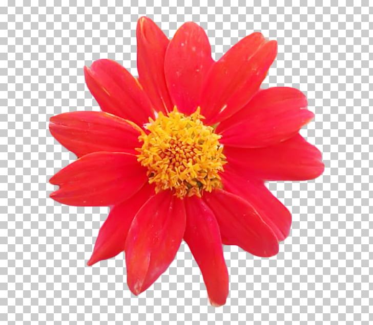 Chrysanthemum Marguerite Daisy Transvaal Daisy Dahlia Cut Flowers PNG, Clipart, Annual Plant, Argyranthemum, Chrysanthemum, Chrysanths, Cut Flowers Free PNG Download