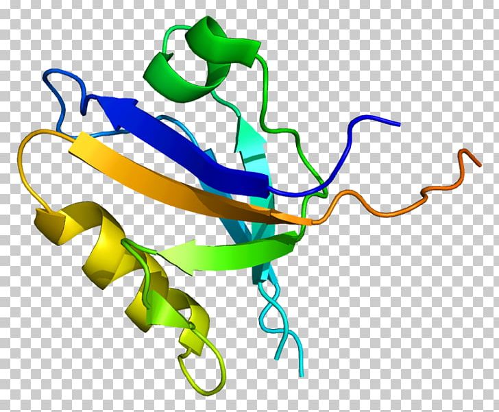 PICK1 Protein Kinase PDZ Domain PKC Alpha PNG, Clipart, Area, Artwork, Cell Membrane, Fashion Accessory, Gene Free PNG Download