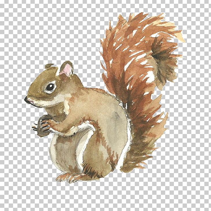 Squirrel Watercolor Painting PNG, Clipart, Adobe Illustrator, Animal, Animals, Chipmunk, Coreldraw Free PNG Download