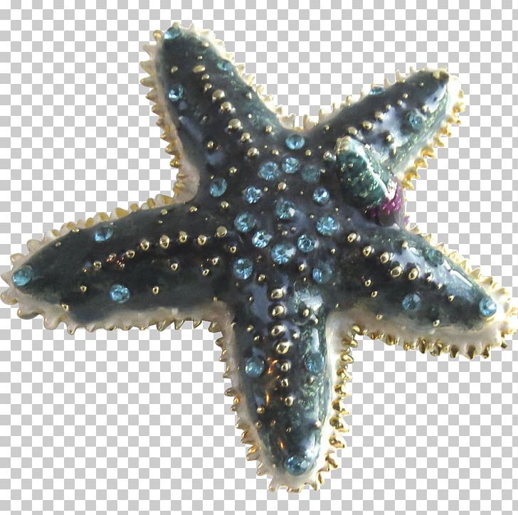 Starfish Marine Invertebrates Echinoderm Coral PNG, Clipart, Animal, Animals, Biology, Black Tulip Antiques Ltd, Blog Free PNG Download