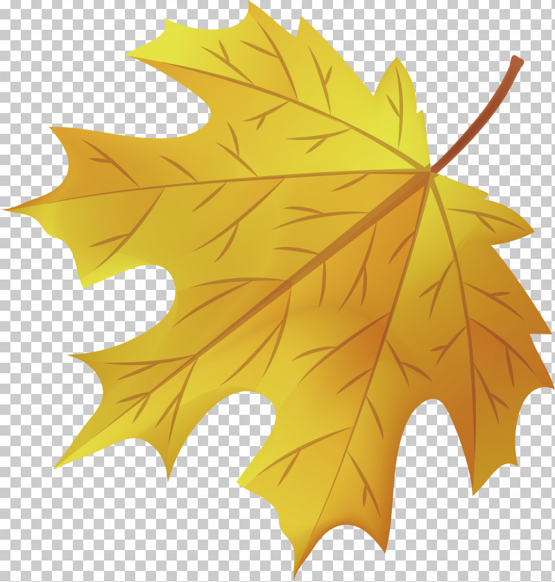Maple Leaf PNG, Clipart, Biology, Leaf, Maple, Maple Leaf, Plane Tree Family Free PNG Download