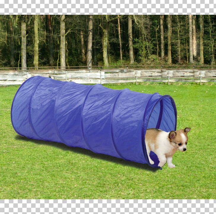 Dog Agility Border Collie Rough Collie Dog Breed Obedience Training PNG, Clipart, Agility, Animal Sports, Border Collie, Breed, Dog Free PNG Download
