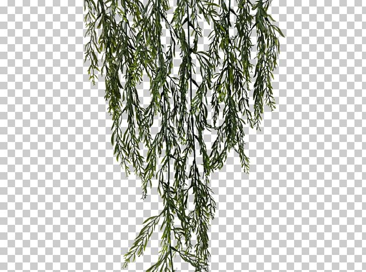 Leaf Stephanotis Floribunda Rosemary JMC Floral Plant Stem PNG, Clipart, Branch, Color, Evergreen, Fern, Grass Free PNG Download