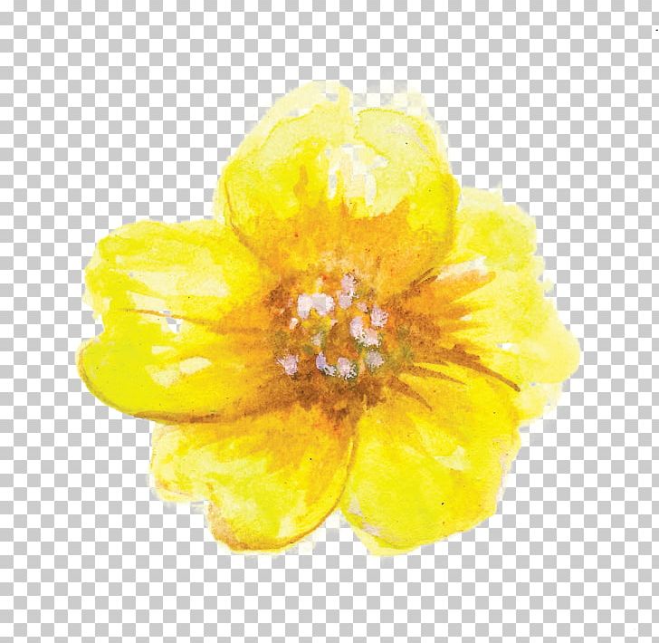 Petal PNG, Clipart, Flower, Miscellaneous, Mom, Mother, Others Free PNG Download