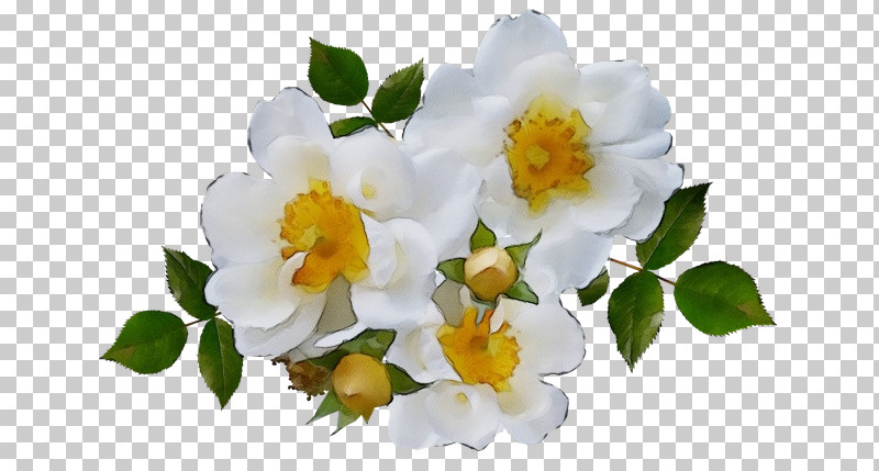 Rose PNG, Clipart,  Free PNG Download