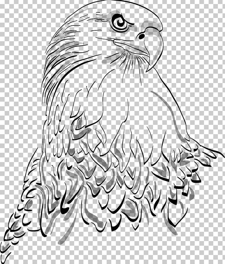 Bald Eagle White-tailed Eagle Bird Drawing PNG, Clipart, Accipitriformes, Adler, Animals, Artwork, Bald Eagle Free PNG Download