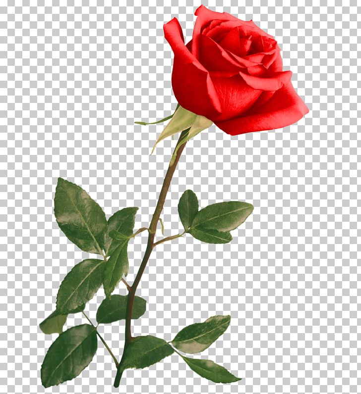 Blue Rose Flower Floral Design PNG, Clipart, Bud, China Rose, Cicek, Cicek Resimleri, Cut Flowers Free PNG Download