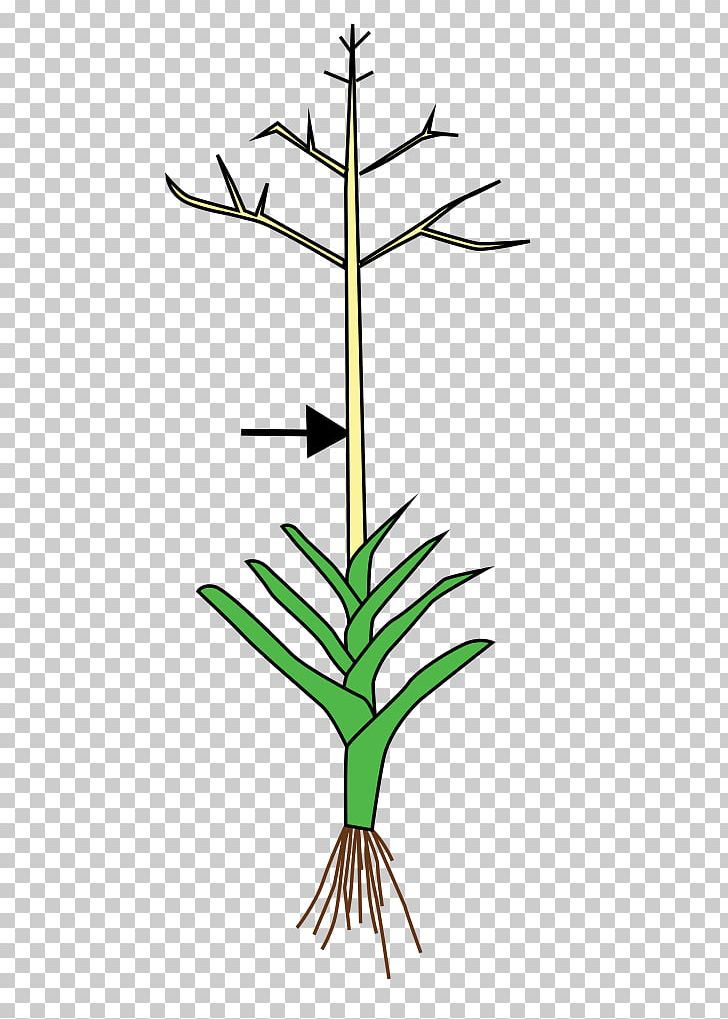Culm Wikimedia Commons Plant Stem Wikimedia Foundation PNG, Clipart, Branch, Common, Culm, Flora, Flower Free PNG Download