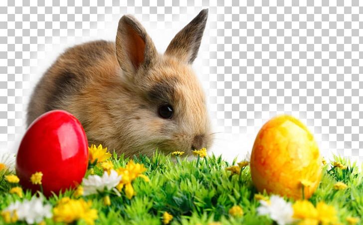 Easter Bunny Wedding Invitation Desktop Rabbit PNG, Clipart, Christmas, Christmas Card, Costume, Desktop Wallpaper, Domestic Rabbit Free PNG Download