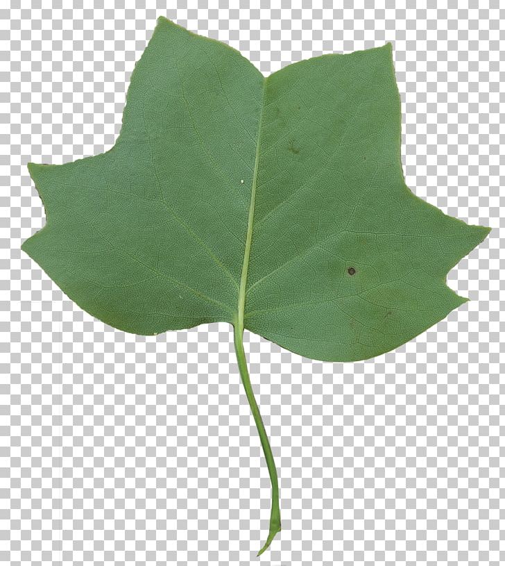 Leaf Liriodendron Tulipifera Tree Flowering Dogwood PNG, Clipart, Bark, Cottonwood, Deciduous, Dogwood, Elm Free PNG Download
